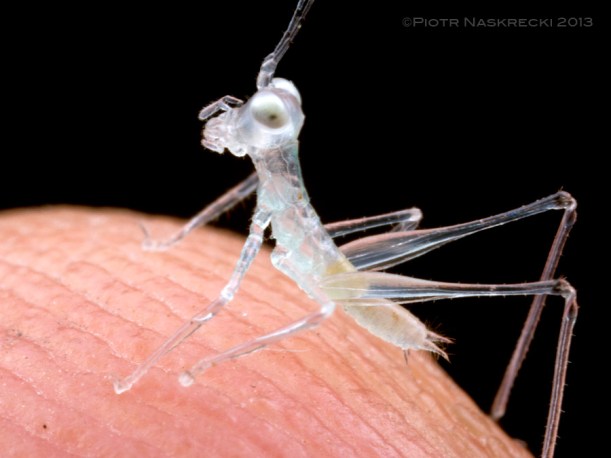A young nymph of Glass katydid (Phlugis teres) from Suriname sitting on the tip of my finger.