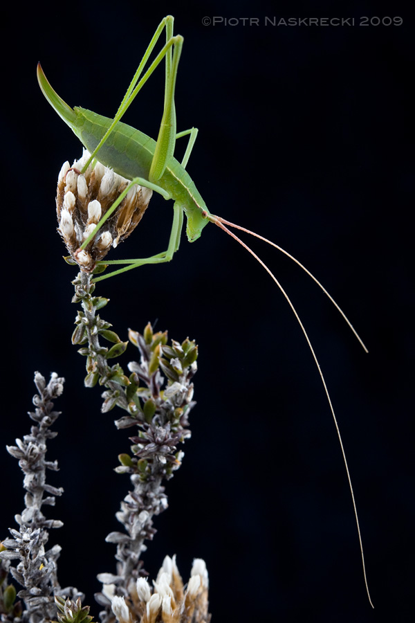 Brinckiella elegans – a beautiful species from Western Cape Province of South Africa. Females of all species in this genus, and males in at least one, are completely wingless. This is rare among katydids and I still don’t have a good explanation for this loss of the ability to both fly and produce courtship calls.