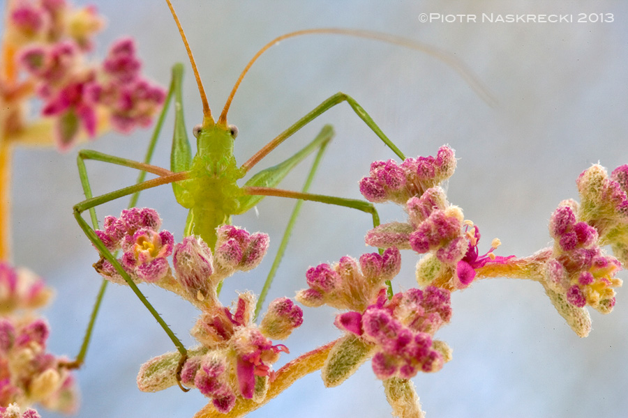 B. karooensis occurs in karoo vegetation along the western coast of South Africa.