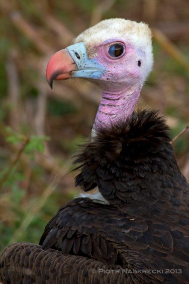 Am I the only person who thinks that the White-headed vulture (Trigonoceps occipitalis) looks like Billy Idol's doppelgänger?