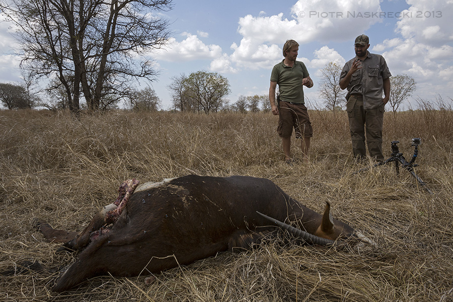 After following a radio-collared lion, Gorongosa veterinarian Rui Branco (right) lead us to a freshly killed sable antelope.