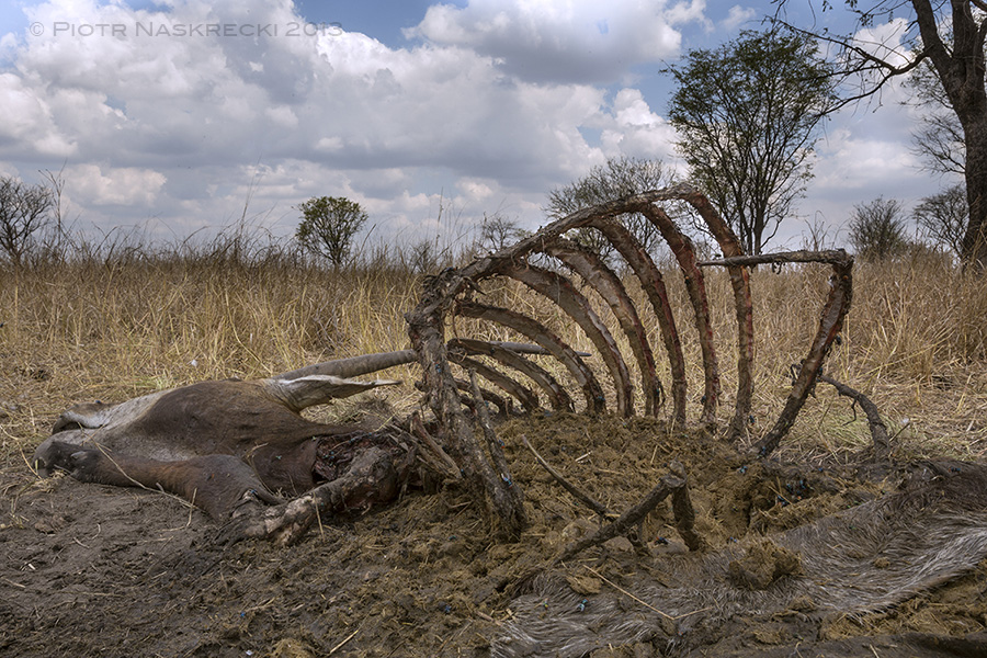 Thirty minutes later all meat has been stripped from the antelope's carcass, leaving only bones, pieces of skin, and the stomach content.