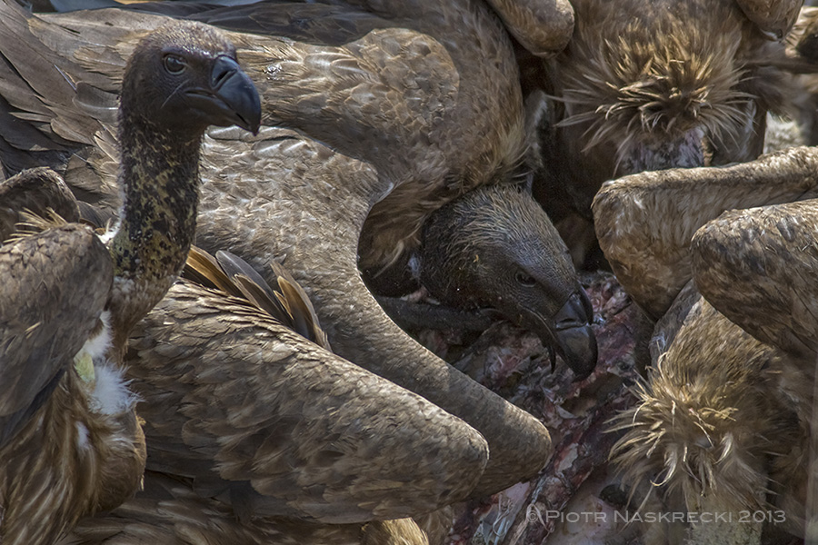 We tell ourselves that vultures are ugly and disgusting, but I think we are just jealous of their superior abilities and survival skills.