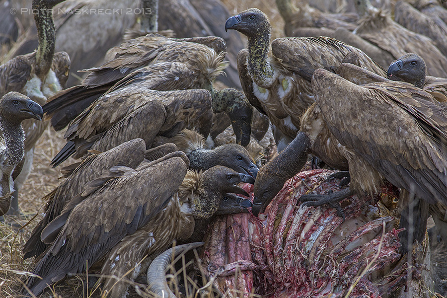 Once the lions had left about fifty White-backed vultures (Gyps africanus) descended onto the carcass.