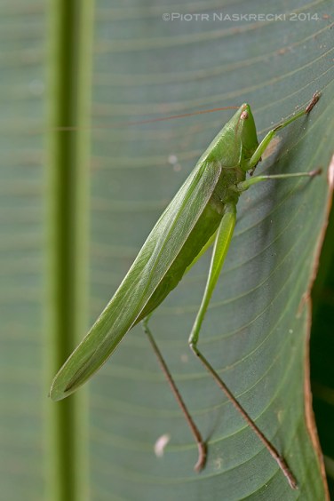 A female conehead (Ruspolia consobrina) found in a Maputo hotel.