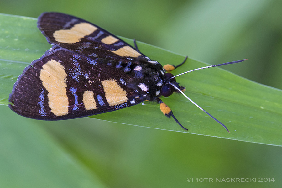 An unidentified, aposemtically-colored tiger moth found on the same plants as Pardalota.