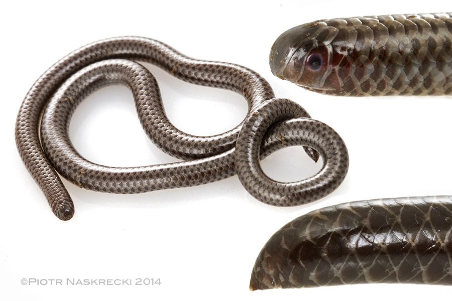 Peter's thread snake (Leptotyphlops scutifrons), the smallest snake in Mozambique.
