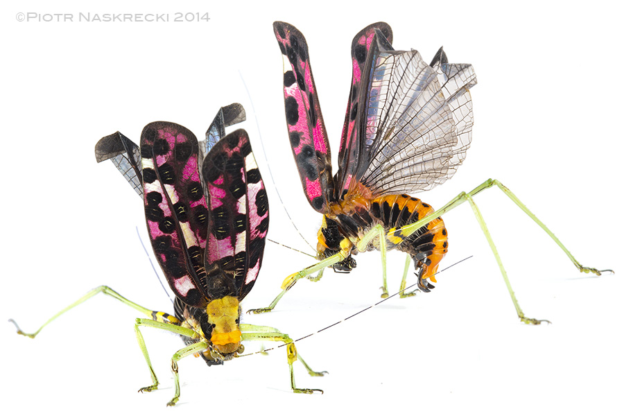 A defensive display of Pardalota reimeri – these katydids feed on highly toxic plants and is likely that their bodies are loaded with poisonous alkaloids.