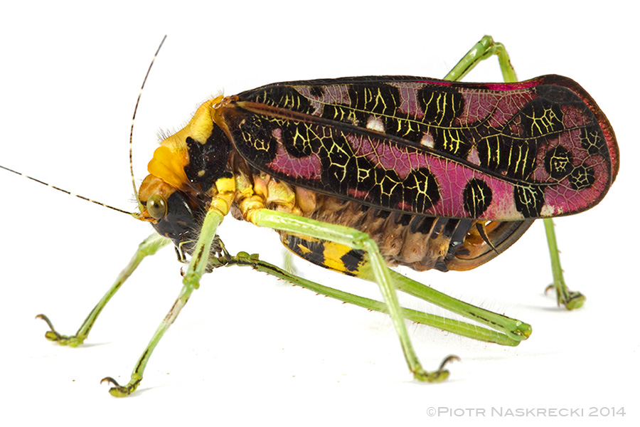 A female P. reimeri cleaning her foot.