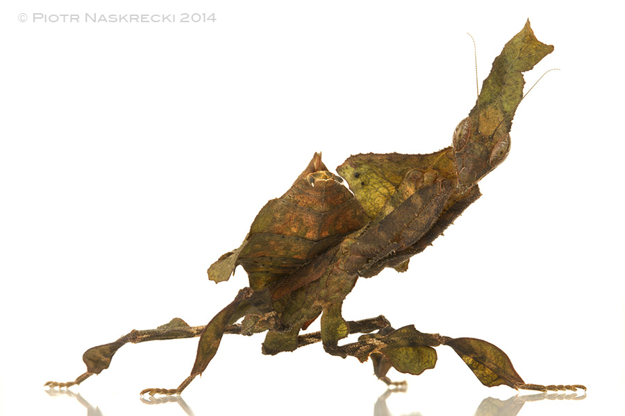 Sibylla mantids are closely related to the otherworldly Ghost mantids (Phyllocrania paradoxa). I have not yet found one in Gorongosa, but I am pretty sure that we have them there.