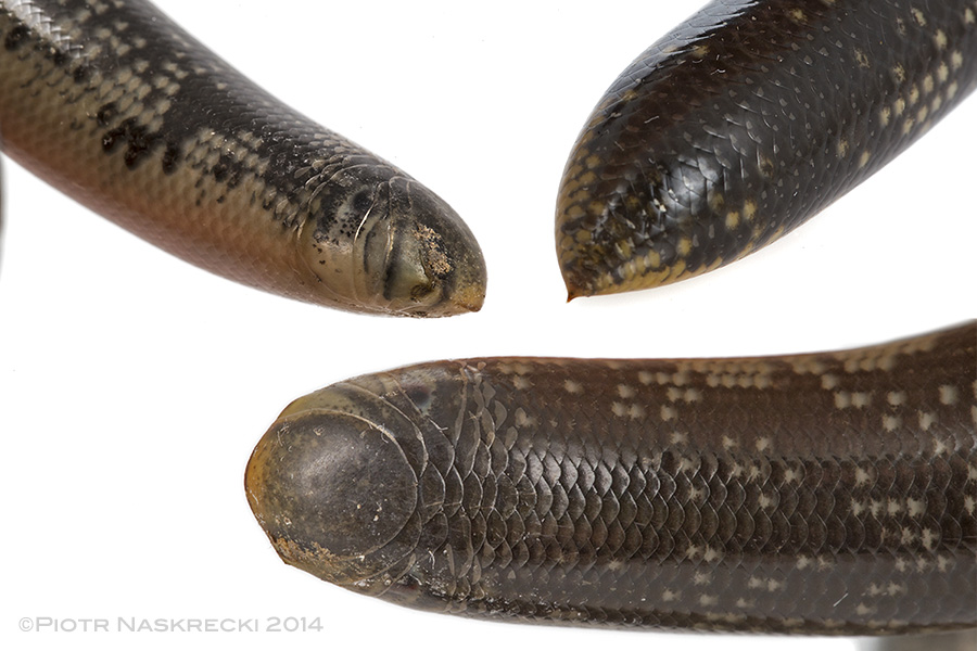 The morphology of the Giant blind snake (Megatyphlops schlegelii) reveals its perfect adaptation for subterranean life – there is no neck or distinct tail, which means that the animal can move as easily forward as backward in the underground tunnels; notice the sharp defensive spike on the end of the body.