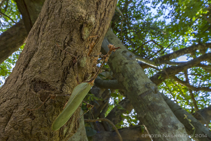 The Precious Sibyl mantids (Sibylla pretiosa) are usually found high on the branches of savanna trees.
