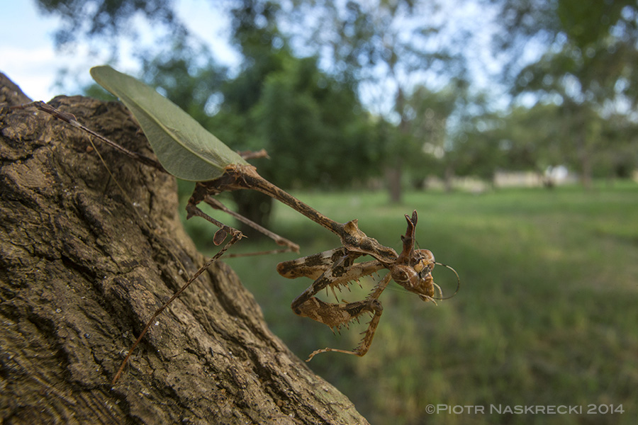 A male Sibylla cleaning his antennae.