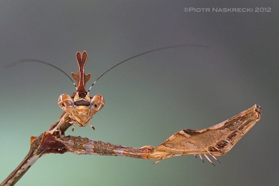 A portrait of the Precious Sibyl mantis (Sibylla pretiosa) – it is easy to get the impression that this insect really thinks.