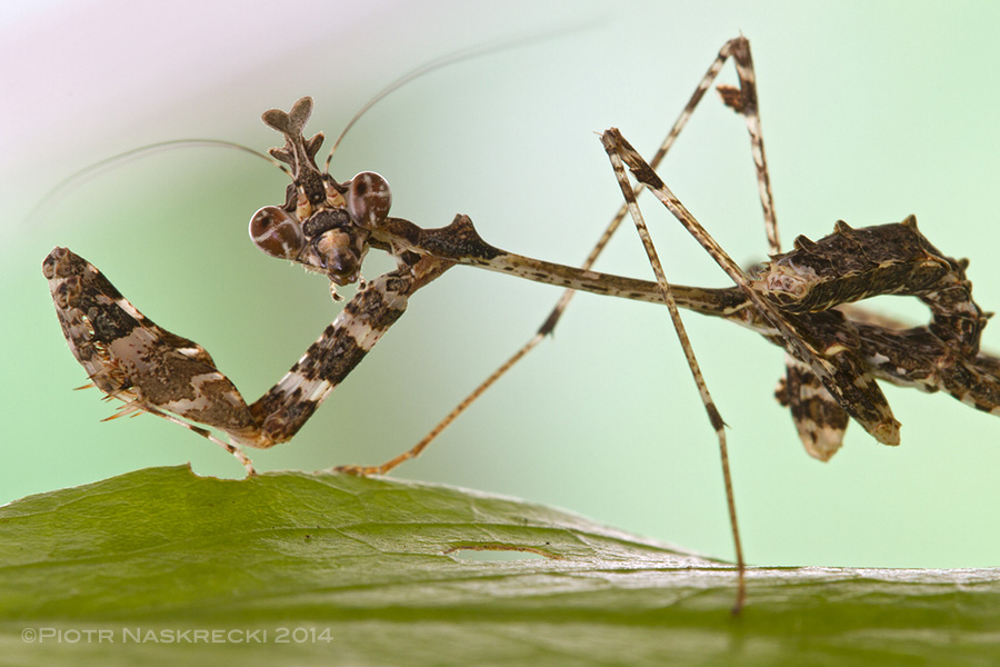 Young Sibylla are very spindly looking and are found usually on leaves and tips of thin branches.