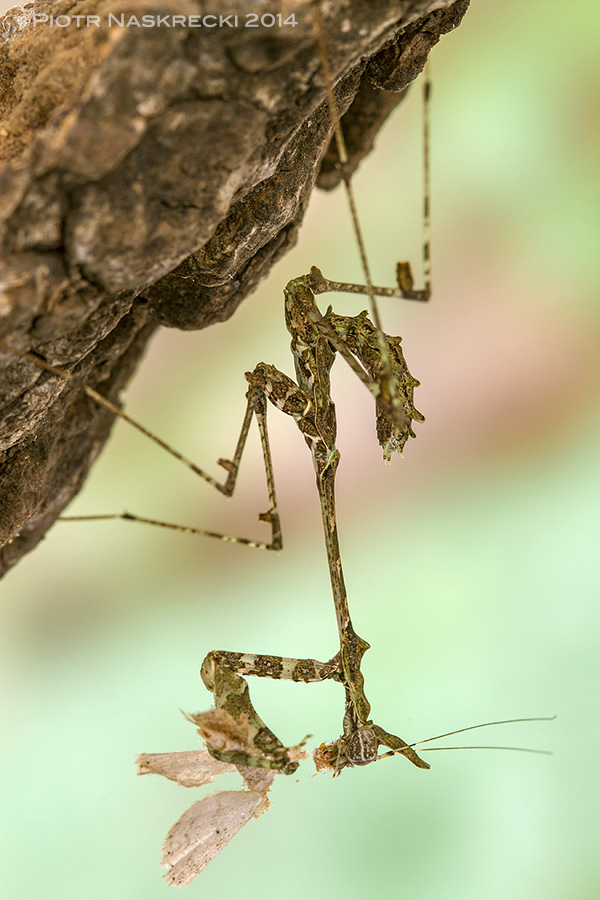 Sibylla are voracious predators of insects found on tree bark and branches.