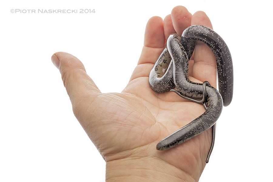 A comparison of the largest blind snake of Gorongosa, the Giant blind snake (Megatyphlops schlegelii), and the smallest one, the Peter's thread snake (Leptotyphlops scutifrons)
