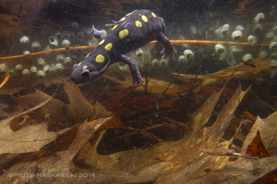 In the northeastern United States several species of salamanders, such as this Spotted salamander (Ambystoma maculatum) from Westfield MA, share vernal pools with the fairy shrimp.