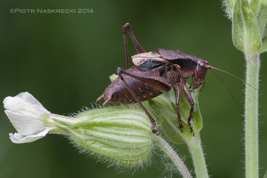 Ambient light macrophotography: Atlantic shield-back (Atlanticus testaceus)