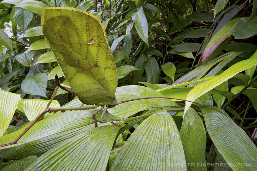 Wide-angle macro: Sylvan katydid (Celidophylla albiomacula)