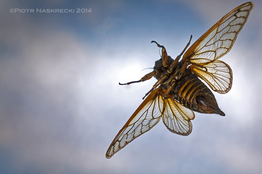 High-speed macrophotography: Periodical cicada (Magicicada septendecim)