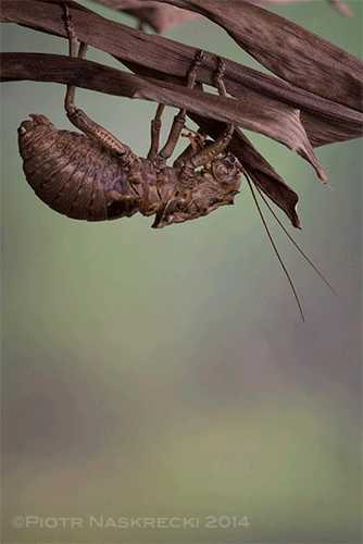 Time lapse macrophotography: A molting katydid (Enyaliopsis petersi)