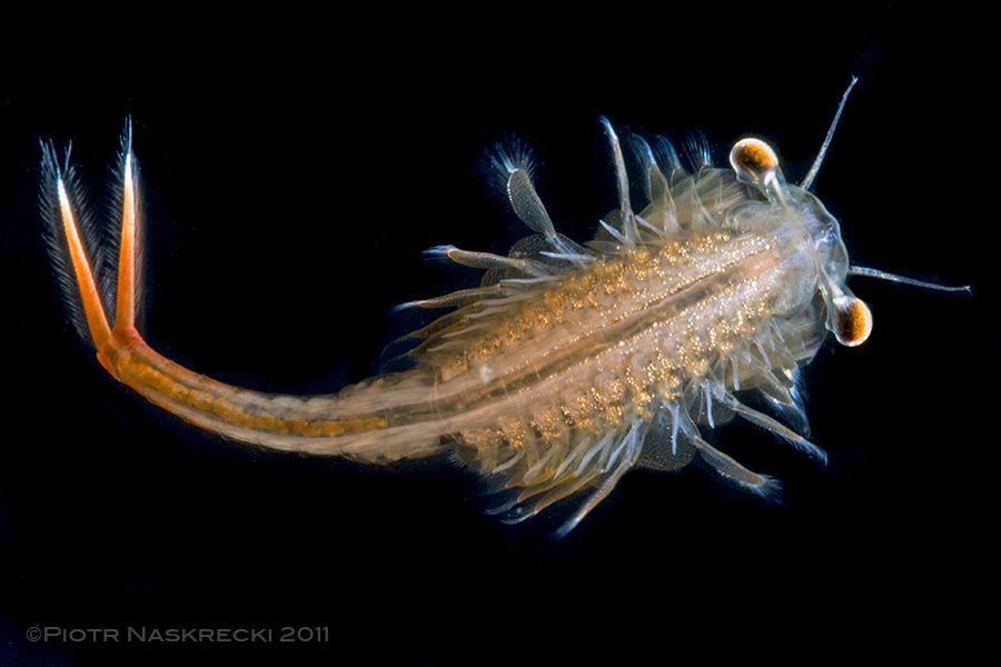 Male fairy shrimp (Eubanchipus vernalis).