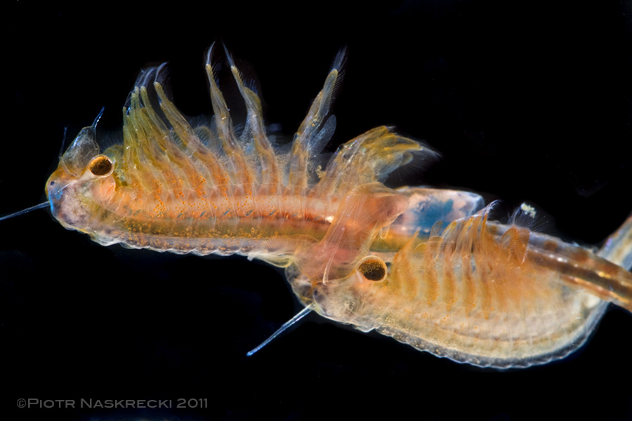 Male fairy shrimp have massive, highly modified antennae, which they use to grasp and hold the female during mating.