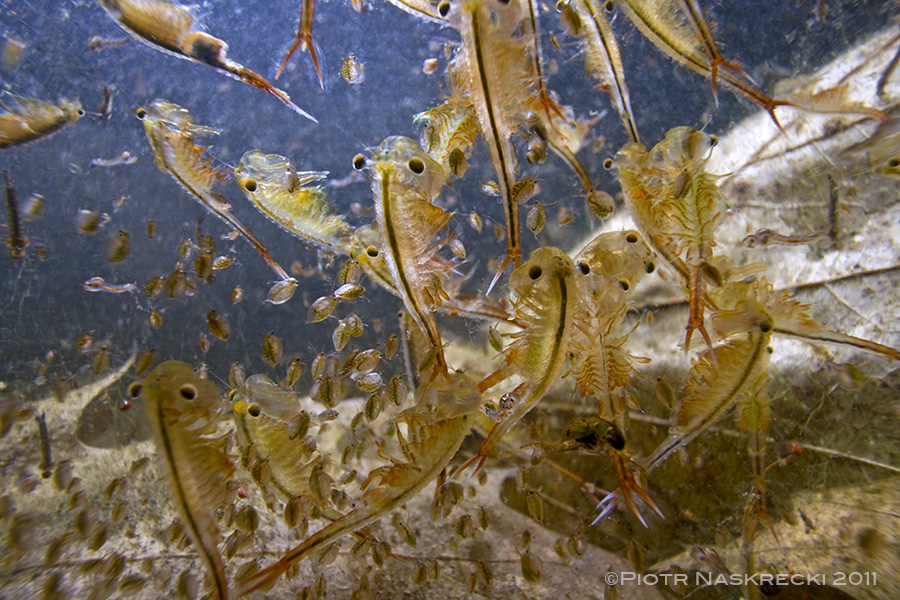 To photograph fairy shrimp and other inhabitants of vernal pools directly in their habitat I used a complicated underwater setup with live video feed that allowed me to see what was in front of the lens. When I turned it on I was amazed how much life was there, it was almost as if I suddenly looked at a tiny coral reef.