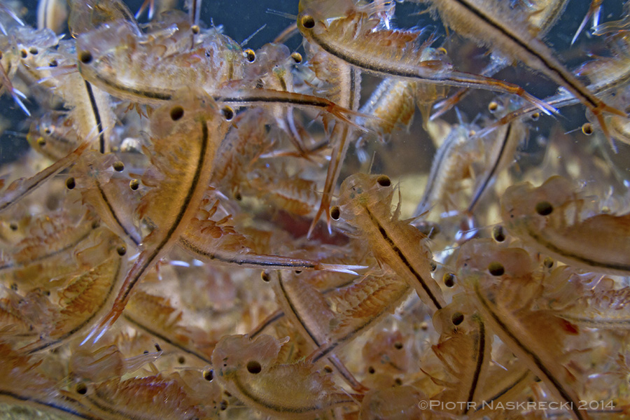 Fairy shrimp swim upside down, using 10 pairs of legs to propel themselves and collect bits of algae to feed on.