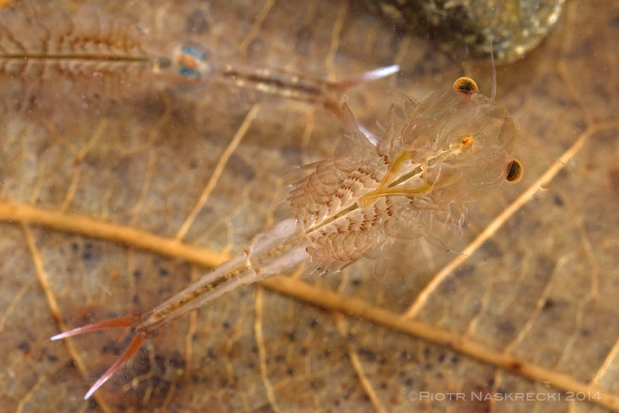The body of a fairy shrimp is nearly translucent, which makes them invisible to a predator looking from above.