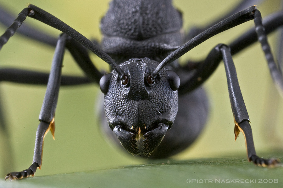 Polyrhachis
