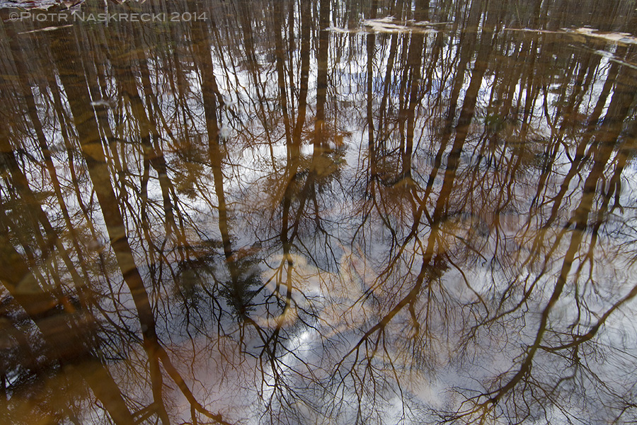 Vernal pools are unique aquatic ecosystems, fleeting and unpredictable, but rich in animal life.