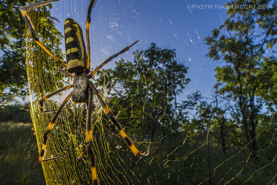 The golden orb-weaver (Nephila senegalensis) is one of the largest spiders of Gorongosa. Its name comes from the beautifully golden coloration of its silk.