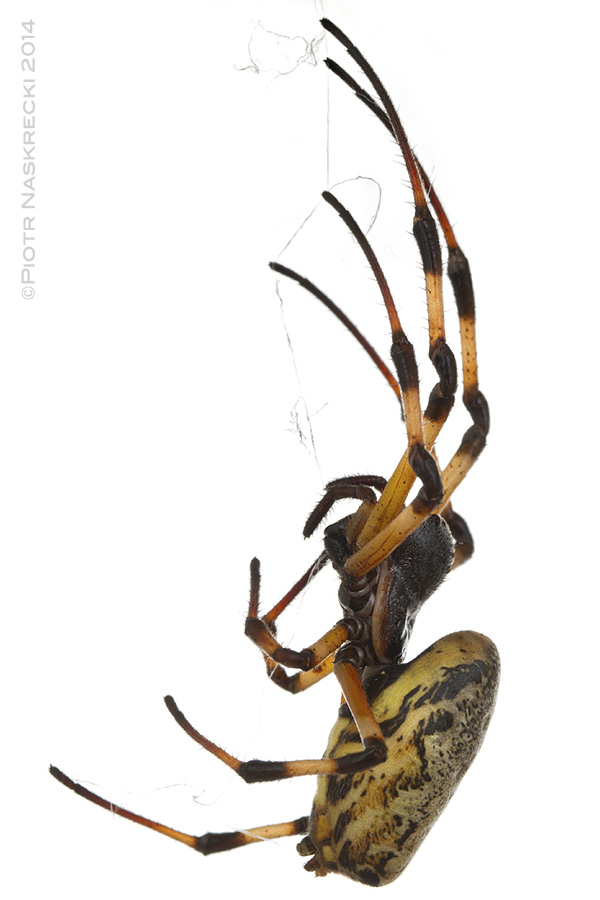 Orb weaver (Nephilengys cruentata) from the Hippo House.