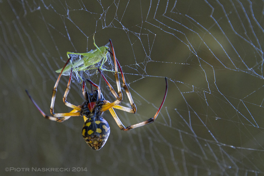 An unlucky katydid that flew into a web under the Hippo House is immediately killed and wrapped in silk by a female orb weaver.