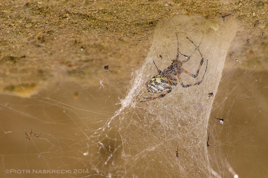 Each spider in the Hippo House was sheltered in a tubular retreat, a behavior typical of all species in the genus Nephilengys.