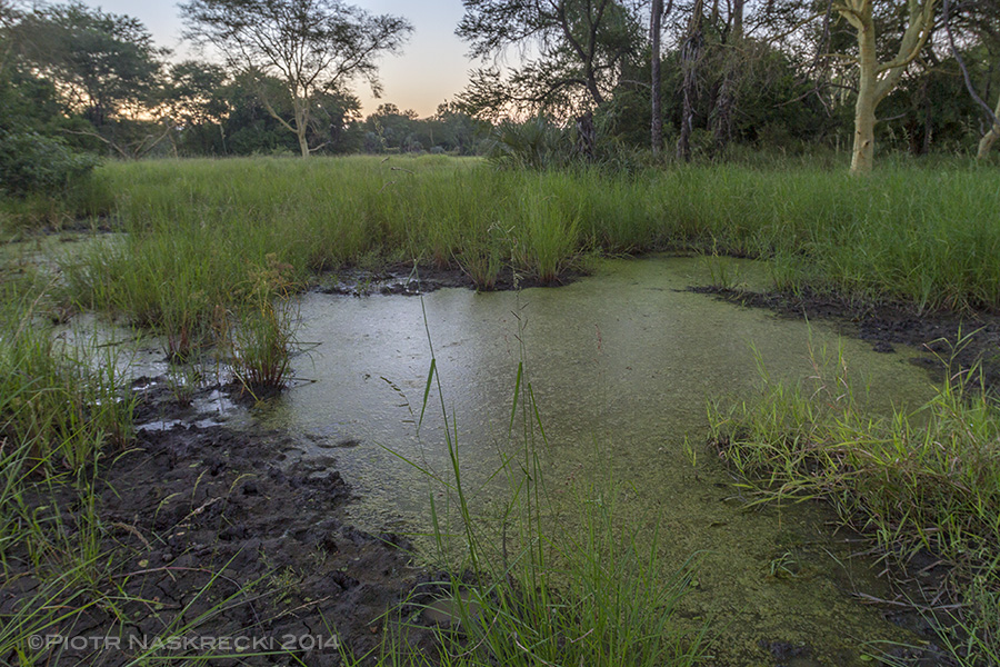 In Gorongosa National Park lungfish are common, if rarely seen, inhabitants of seasonal water pans. During the dry season, when the pans evaporate, the lungfish burry themselves in the mud and estivate for several months. During this period their metabolic rates drop by about 60% and gas exchange is done entirely through their lungs.