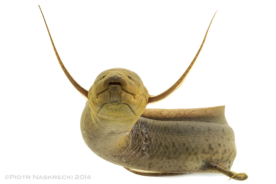 The Southern African lungfish (Protopterus annectens brieni)