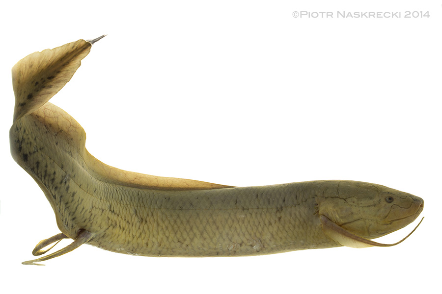 Resembling an oversized salamander, the lungfish has four distinct limbs, a long tail, and only remnants of gills. The gills are virtually non-functional and the fish will drown if not allowed to breathe above the surface of the water.
