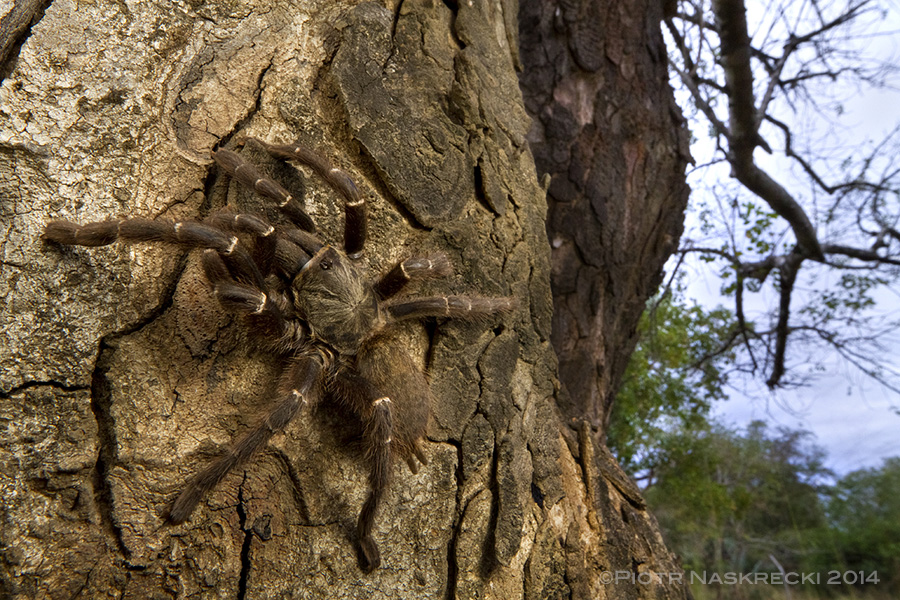 Tarantulas, known in southern Africa as baboon spiders, may look frightening but are generally harmless. Their main line of defense is not their venom, but tiny urticating hairs that cover the entire body.