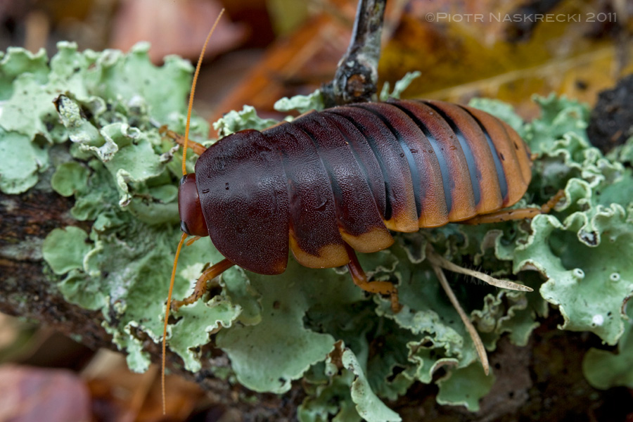 Table Mountain blattodean (Aptera fusca) from South Africa is a species that exhibits an extended maternal care.