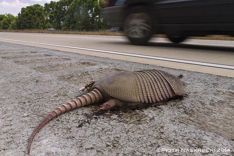 I wish I could have spent more time in Georgia – it would have been nice to see armadillos in a form other than flattened pancakes on the highway. On my drive from Savannah to Atlanta I counted 27 carcasses of these animals killed by cars.