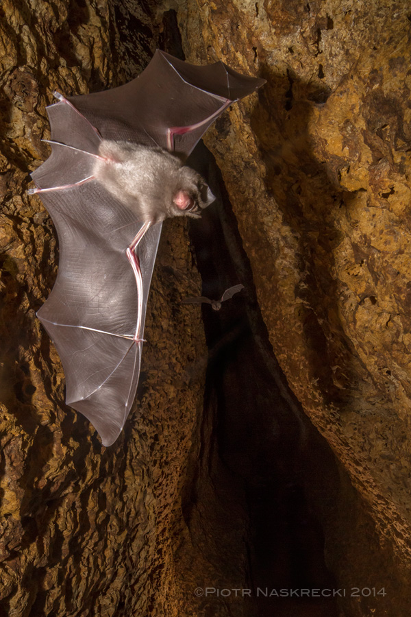 Leaf-nosed bats (Hipposideros sp.) in a cave of Cheringoma Plateau, Gorongosa National Park.