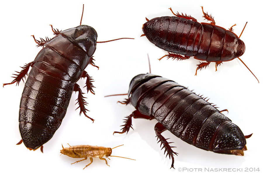 Wood blattodeans (Cryptocercus) took their family life to the next level, and these insects live in small, multi-generational societies. Females feed their offspring symbiotic protozoans, which these insects need to be able to digest cellulose, their main source of food. From here it took only a small evolutionary step towards eusociality, which we see in a lineage of blattodeans known as termites.