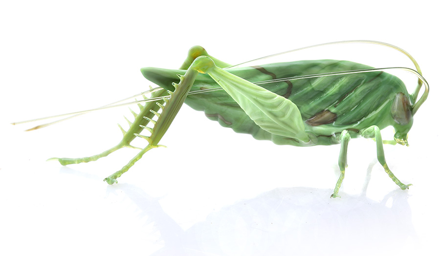 Glass_katydid