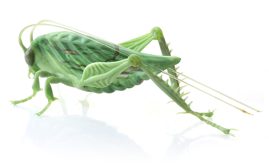 Glass_katydid2
