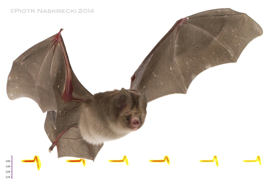 Leaf-nosed bat (Hipposideros caffer) from Gorongosa and a sonogram of its echolocation.