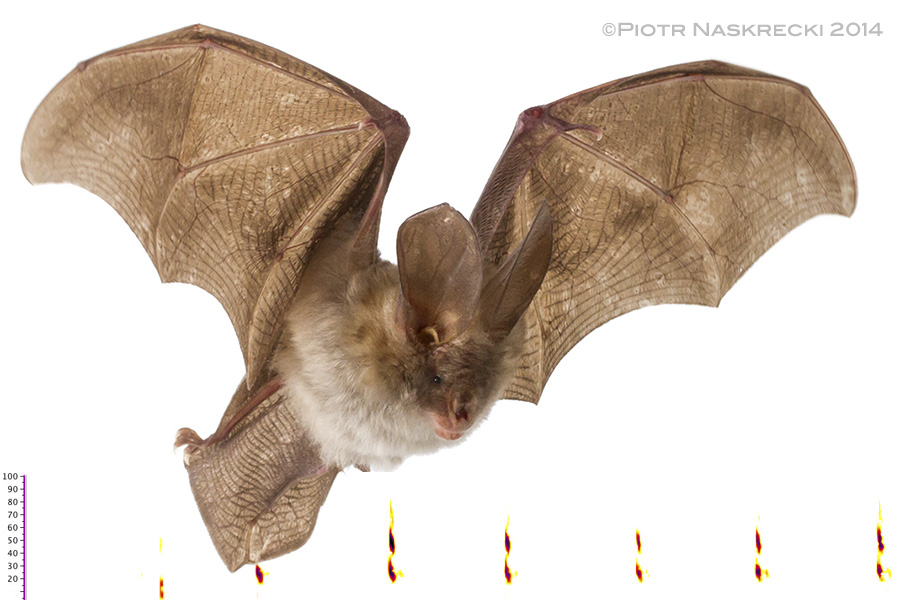 Slit-faced bat (Nycteris cf. thebaica) from Gorongosa and a sonogram of its echolocation.