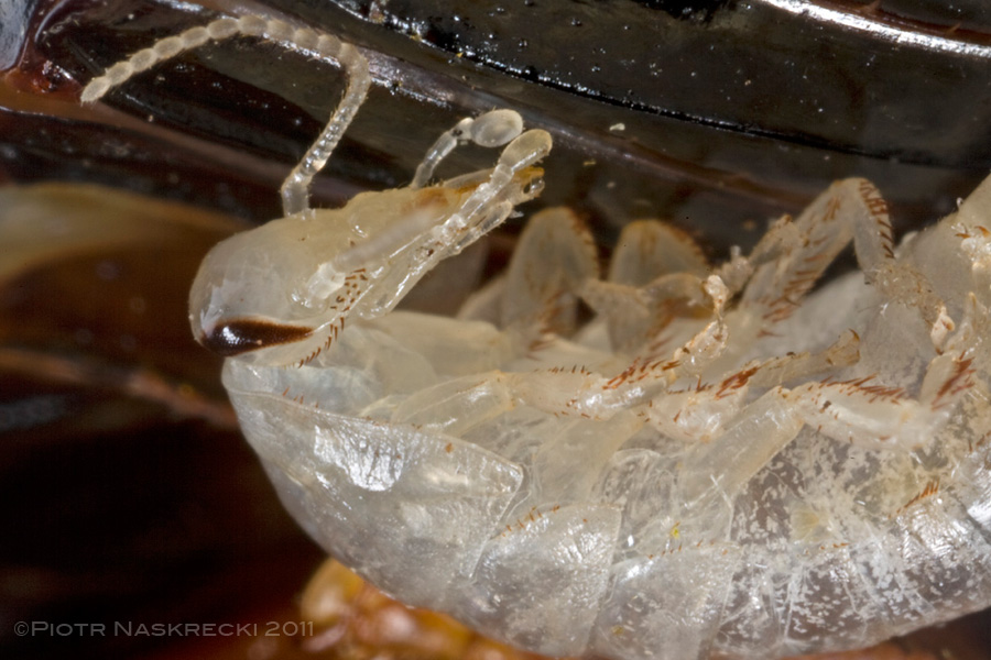 Ball blattodeans of the genus Perisphaerus and several related genera are probably the only organisms other than mammals that exhibit suckling behavior. Young nymphs of these insects have long, almost proboscis-like mouthparts that allow them to access a series of special “mammary” glands on their mother’s underside and suck nutritious fluids.